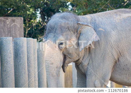 Chiba City Zoo Zoo Elephant Asian Elephant Chiba Prefecture Chiba City Zoo Zoo Elephant Asian Elephant Chiba Prefecture 112670186