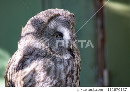 zoo horned owl owl bird of prey chiba city zoological park 112670187