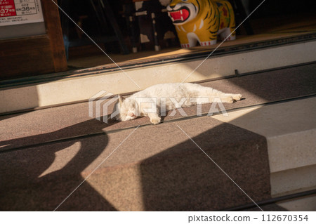 曬太陽的貓 睡覺的貓雛田 曬太陽的貓 睡覺的貓雛田 112670354