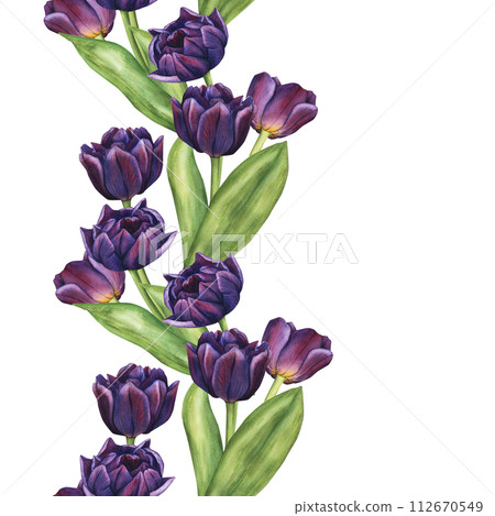 Seamless Border with Purple realistic Tulips Flowers and green leaves. Hand-drawn Watercolor Illustration with Dark Bouquet of Violet Flowers. Clip Art flowers for your designs, wallpapers, clothing 112670549