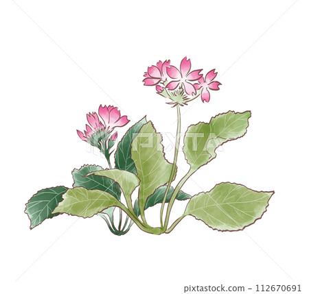 Primrose watercolor painting Primrose watercolor painting 112670691