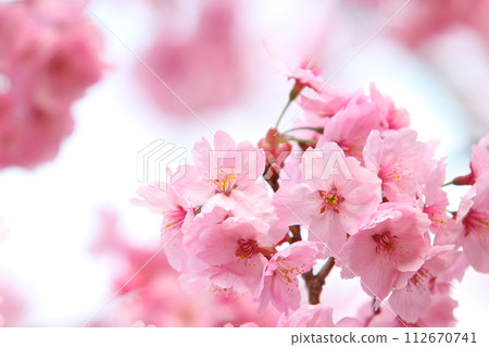 Close-up of sunlight cherry blossoms in full bloom [White background] [Sky background] 112670741