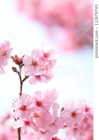 盛開的陽光櫻花特寫【天空背景】 112670743