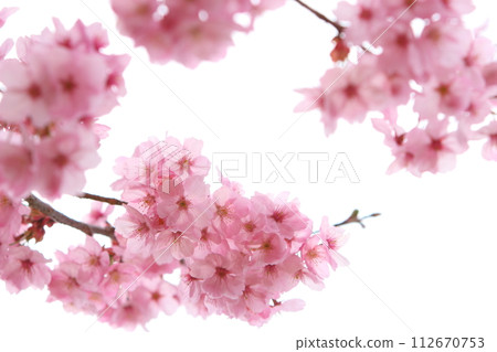 Close-up of sunlight cherry blossoms in full bloom [White background] [Sky background] 112670753