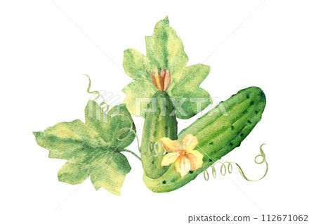 Watercolor vegetables salad set. Cucumber, tomato and avocado, paprika and parsley plant. Hand drawn illustration in vintage style isolated on a white background. 112671062