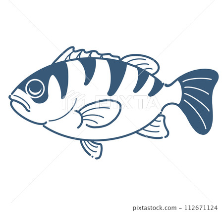 Rockfish design illustration Rockfish design illustration 112671124