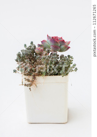 Green Sedum and Echeveria succulent in white plastic pot 112671265