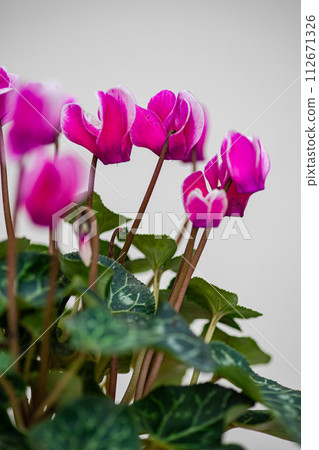 Beautiful flowers as a gift 112671326