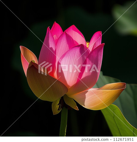 Pink lotus flower in full bloom stands against a dark background, its petals gracefully unfolding in the light 112671951