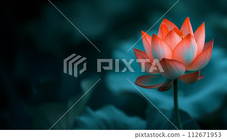 Red-orange lotus stands against a darkened water background, petals spread wide open 112671953