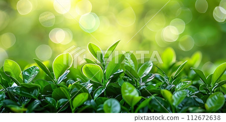 Close up of green tea leaves on blurred greenery background with sunlight. 112672638