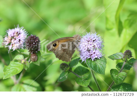 Pink mint flower with meadow brown butterfly in close up 112672729