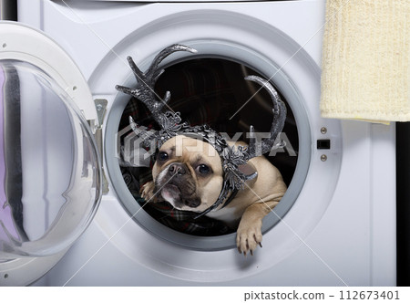 A dog crawls out of a washing machine wearing decorative horns on his head in a scary look to celebrate Halloween. 112673401