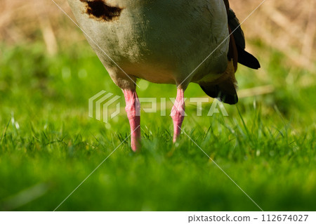 The paws of the Egyptian goose. Birds in the wild. Flying and waterfowl species of birds. The paws of the Egyptian goose. Birds in the wild. Flying and waterfowl species of birds. 112674027