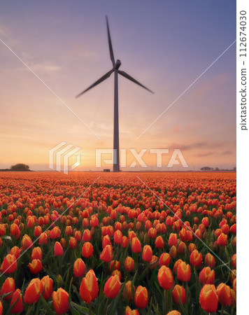 A field of tulips during sunset. A wind generator in a field in the Netherlands.  112674030