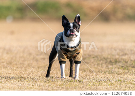 Boston Terrier Boston Terrier 112674038
