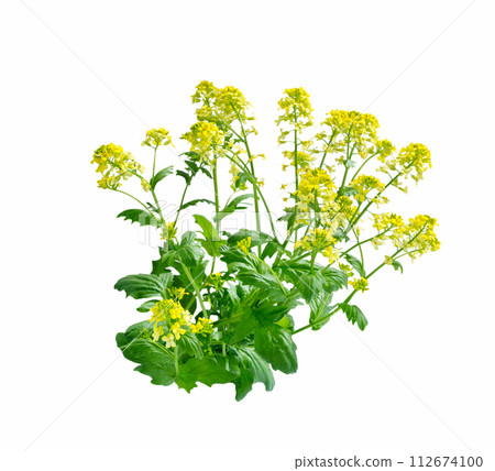 Mustard Flower blossom, Canola or Oilseed Rapeseed. Mustard Flower blossom, Canola or Oilseed Rapeseed. 112674100