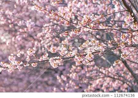 [神櫻] 德島中央公園的八須賀櫻花 112674136