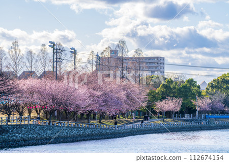 [神櫻] 德島中央公園的八須賀櫻花 112674154