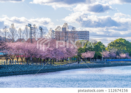 [Kanzakura] Hachisuka Sakura in Tokushima Central Park 112674156