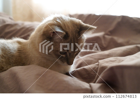 Front view of a cute beautiful Siamese breed cat on a classic brown blanket 112674813