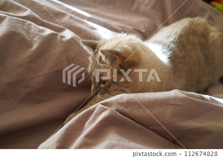 Front view of a cute beautiful Siamese breed cat on a classic brown blanket 112674828