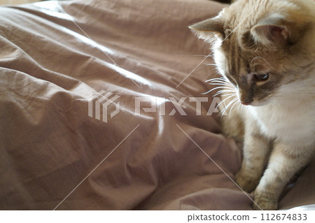 Front view of a cute beautiful Siamese breed cat on a classic brown blanket 112674833