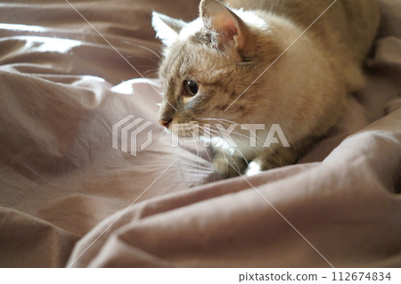 Front view of a cute beautiful Siamese breed cat on a classic brown blanket Front view of a cute beautiful Siamese breed cat on a classic brown blanket 112674834