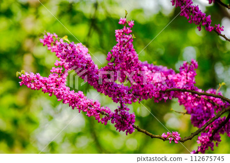 closeup of judas tree in blossom. spring nature background of redbud 112675745