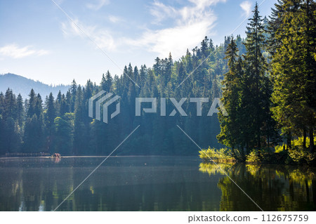 alpine lake synevyr in carpathian mountains in morning light. summer landscape with coniferous forest on the shore. scenery under the blue sky. popular travel destination of ukraine 112675759