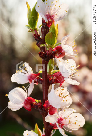 plum tree garden in full blossom. twig closeup on rural background in spring 112675772
