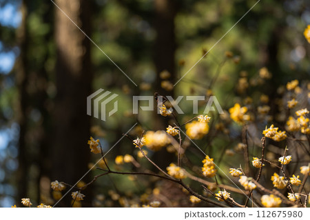 Red butterfly perched on a Mitsumata flower Red butterfly perched on a Mitsumata flower 112675980