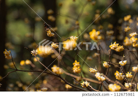紅蝴蝶棲息在三俁花上 112675981