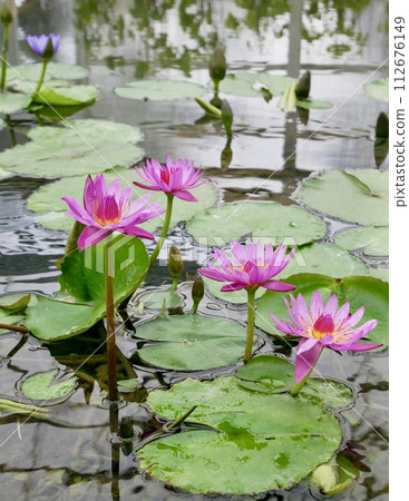 Lotus Lotus 112676149