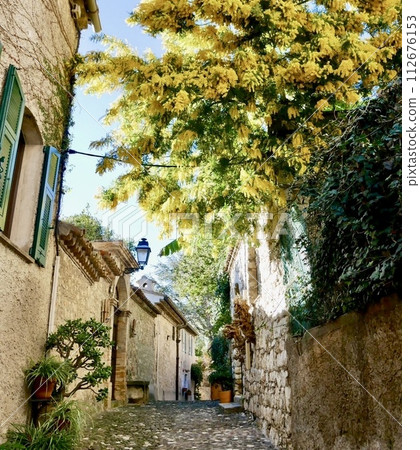 Mimosa in Biot Mimosa in Biot 112676153