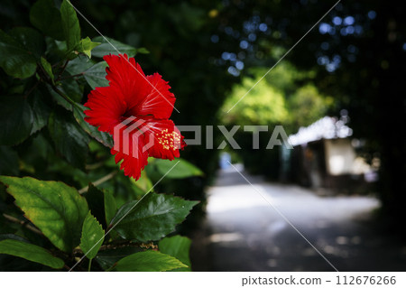 福木樹兩旁的芙蓉花 112676266