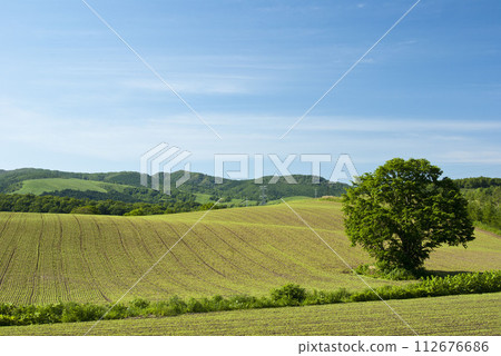 A single tree on a spacious farmland in Hokkaido with a blue sky A single tree on a spacious farmland in Hokkaido with a blue sky 112676686
