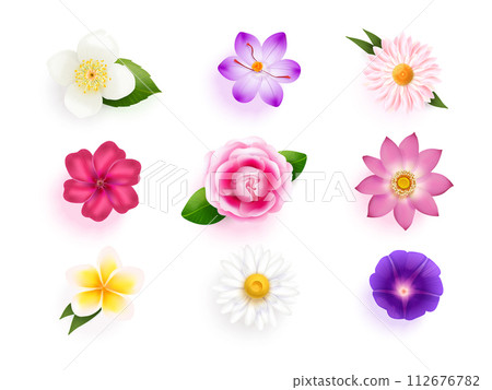 Realistic crocus flowers. Realist isolated daisy flower top view, opening lotus saffron jasmine camellia bud wedding celebration 3d spring 112676782