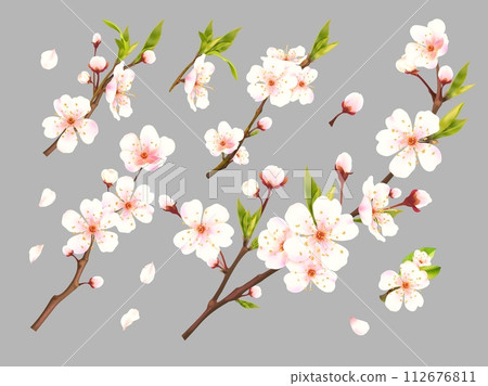 Realistic blossom apricot. 3d branch bloom flowers of plums, apricots cherry peach almond apple sakura fruit tree, blooming flower closeup, advertisement exact vector illustration Realistic blossom apricot. 3d branch bloom flowers of plums, apricots cherry peach almond apple sakura fruit tree, blooming flower closeup, advertisement exact vector illustration 112676811