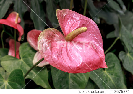 Anthurium andreanum, also known as the giant prickly pear 112676875