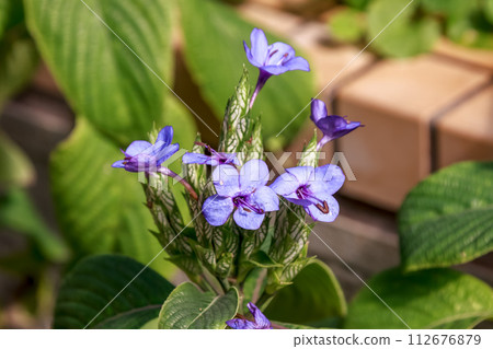 Rurihanagasa [Rurihanagasa], a beautiful purple color of the Acanthaceae family 112676879