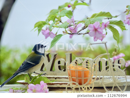 A titmouse enjoys a meal while enjoying spring at a feeder with cherry blossoms blooming on it. A titmouse enjoys a meal while enjoying spring at a feeder with cherry blossoms blooming on it. 112676994