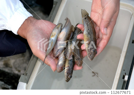 A goby caught at the mouth of the Aono River in Minami Izu 112677671