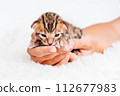 Two week old small newborn bengal kitten on a white background.A kitten in the hands of a girl. On the palms is a small cute kitten.Copy space.Close-up.Cute bengal. 112677983
