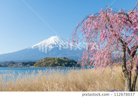 "Yamanashi Prefecture" Weeping cherry blossoms at Oishi Park and Mt. Fuji "Yamanashi Prefecture" Weeping cherry blossoms at Oishi Park and Mt. Fuji 112678037