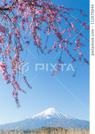 "Yamanashi Prefecture" Weeping cherry blossoms at Oishi Park and Mt. Fuji "Yamanashi Prefecture" Weeping cherry blossoms at Oishi Park and Mt. Fuji 112678044