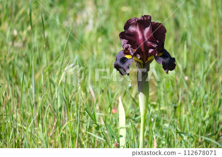 Iris purple (lat. - Iris atropurpurea), endemic in the Israel 112678071