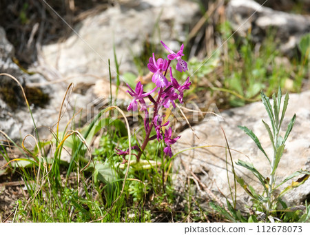 Spring bloom of a wild orchid (lat.- Orchis anatolica) 112678073