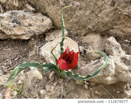Tulip of the desert (lat. - Tulipa agenensis) Tulip of the desert (lat. - Tulipa agenensis) 112678077