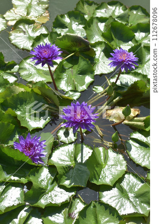 Purple water lily 112678096